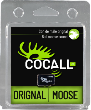 Male moose card
